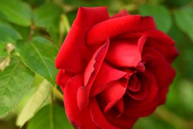 Bahçedeki gül çiçeği 