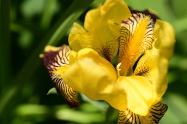 Bahçede açan güzel çiçeklerin yakın plan görüntüsü, çiçek arkaplanı.                      