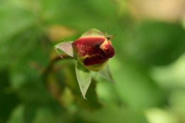 Bahçede büyüyen güzel çiçek tomurcuğu 