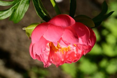 Bahçedeki pembe şakayık çiçeği