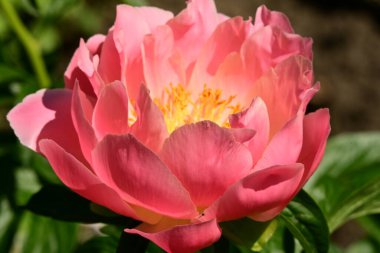 Bahçedeki pembe şakayık çiçeği