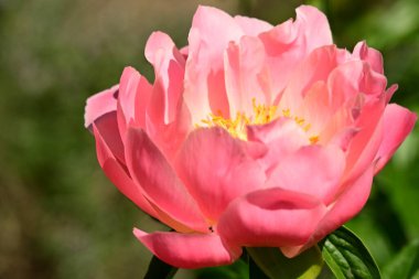 Bahçede pembe şakayık