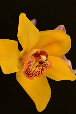 Koyu arkaplanda güzel orkideler, yakın görünüm 