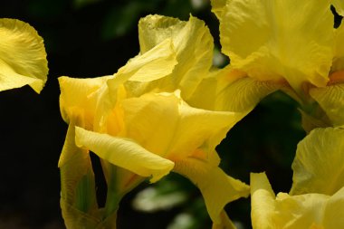 Bahçede büyüyen güzel çiçeklerin yakın çekim görüntüsü                         