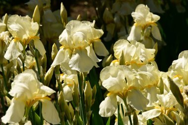 Bahçede büyüyen beyaz çiçekler