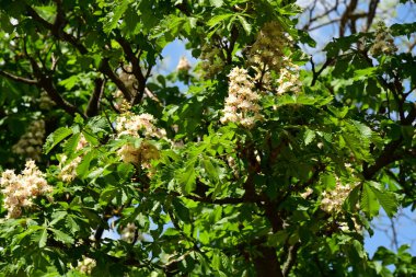Güneşli yaz gününde bahçede yetişen güzel çiçekler.