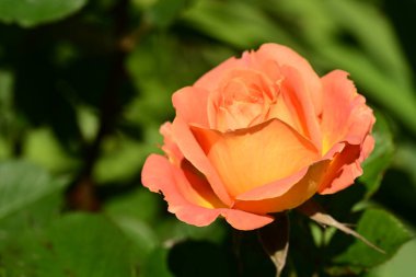 turuncu gül çiçeği yakın çekim 