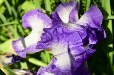 Bahçede açan güzel çiçeklerin yakın plan görüntüsü, çiçek arkaplanı.                      