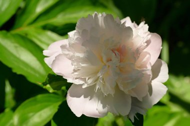 Bahçede büyüyen beyaz çiçekler