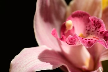 Yaz bahçesinde büyüyen güzel çiçeğin yakın plan görüntüsü                