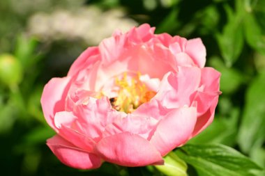 Bahçede pembe şakayık