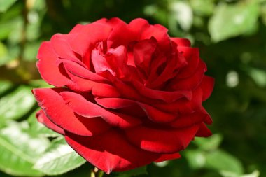 Bahçedeki gül çiçeği 