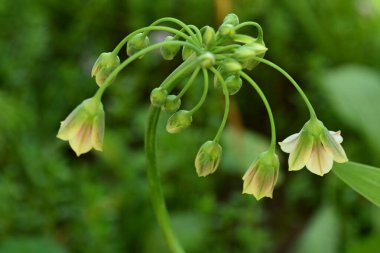 Güneşli yaz gününde bahçede yetişen güzel çiçekler.