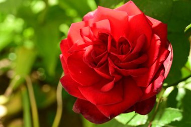 Bahçedeki gül çiçeği 