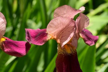 Bahçede açan güzel çiçekler, yakın plan.                