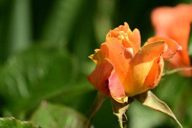 turuncu gül çiçeği yakın çekim 
