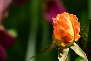 turuncu gül çiçeği yakın çekim 