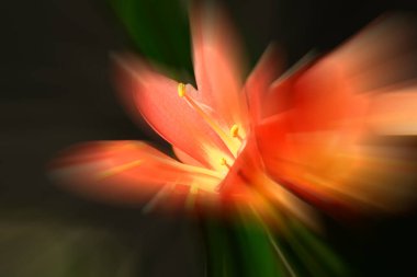 Güzel çiçek, çiçek konsepti...