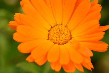 Yaz bahçesinde büyüyen güzel çiçeğin yakın plan görüntüsü                