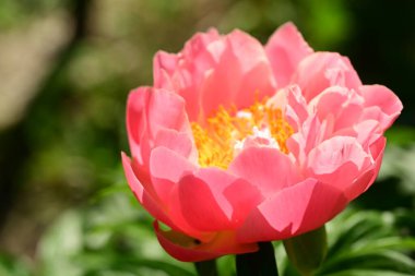 Bahçedeki pembe şakayık çiçeği