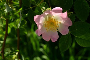 Yaygın gül ve yeşil yapraklar
