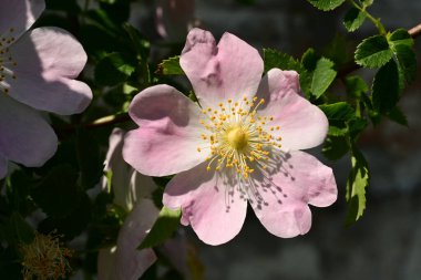 Yaygın gül ve yeşil yapraklar