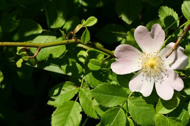 Yaygın gül ve yeşil yapraklar