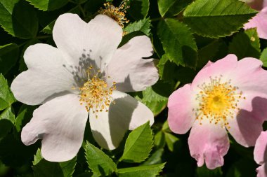 Yaygın gül ve yeşil yapraklar