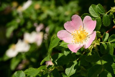 Yaygın gül ve yeşil yapraklar