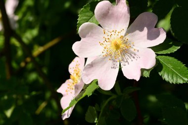 Yaygın gül ve yeşil yapraklar