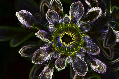Güzel botanik fotoğrafı, doğal duvar kağıdı.