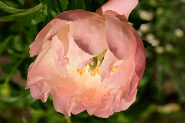 Şakayık çiçeği yakın çekim