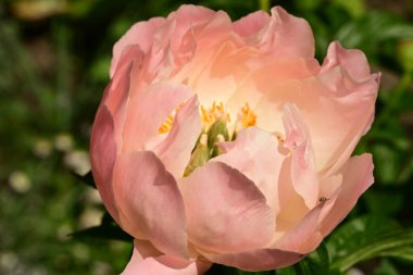 Şakayık çiçeği yakın çekim