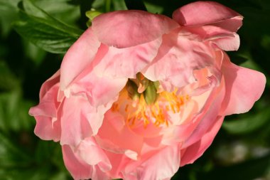 Şakayık çiçeği yakın çekim