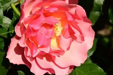 Arka planda bulanık yapraklar üzerinde bahçede güzel bir gül