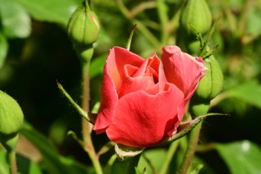 Arka planda bulanık yapraklar üzerinde bahçede güzel bir gül