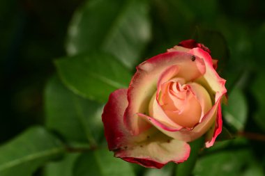 Arka planda bulanık yapraklar üzerinde bahçede güzel bir gül
