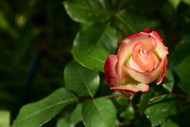 Arka planda bulanık yapraklar üzerinde bahçede güzel bir gül