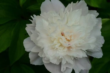 Şakayık çiçeği yakın çekim