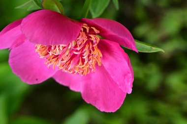 Paeonia officinalis çiçeği, kapat. 