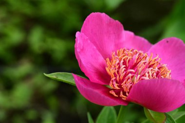 Paeonia officinalis çiçeği, kapat. 