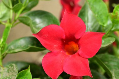 bahçede büyüyen güzel pembe çiçekler