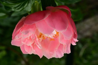 Pembe şakayık çiçeğini kapat.