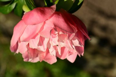 Bahçedeki pembe şakayık çiçeği 