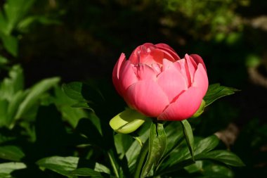 Bahçedeki pembe şakayık çiçeği 