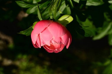 Bahçedeki pembe şakayık çiçeği 