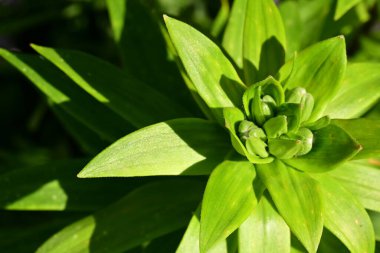 Bahçede büyüyen güzel çiçek tomurcuğu 