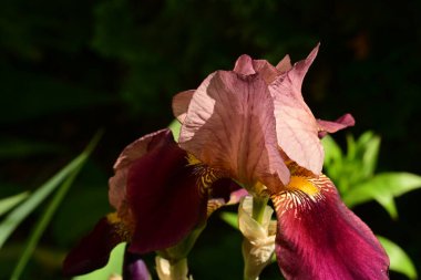Bahçedeki gözü kapat. 