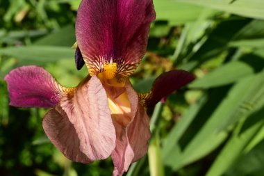 Bahçedeki gözü kapat. 