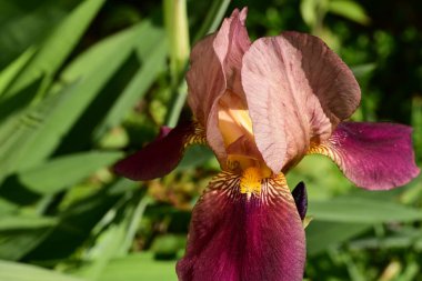 Bahçedeki gözü kapat. 